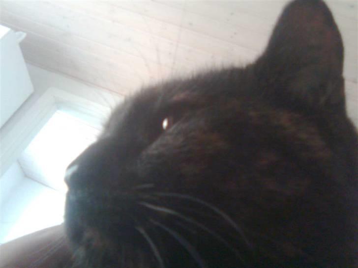 Blanding af racer Djaxa billede 12