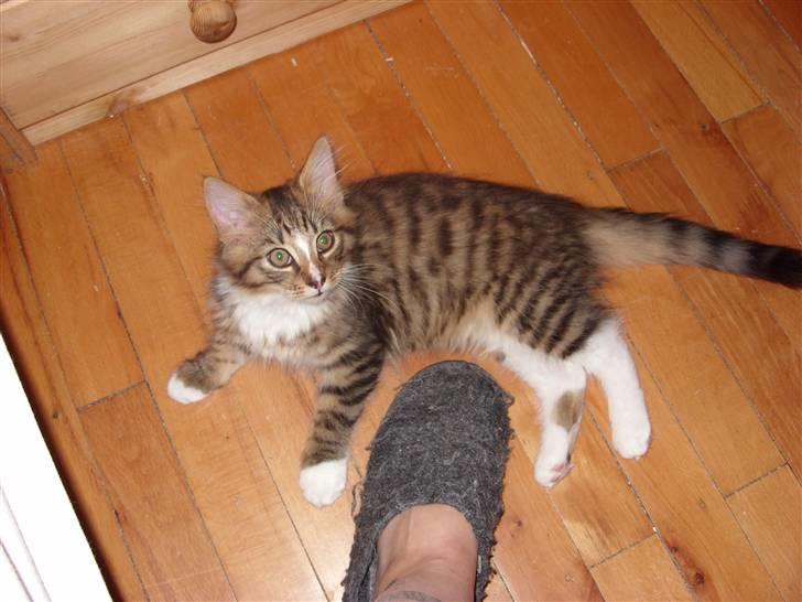 Blanding af racer Alfa - Alfa, ja det er så mig! billede 1