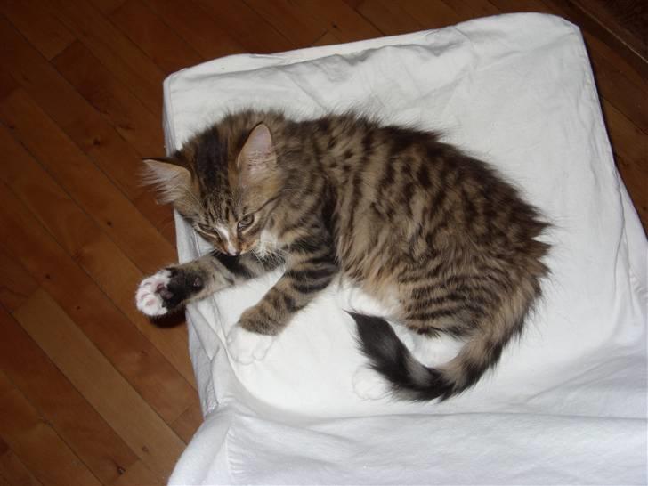 Blanding af racer Alfa - Jeg er træt,så væk med det kamera billede 2