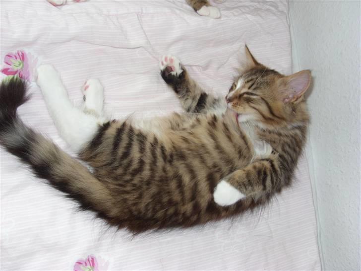 Blanding af racer Alfa - Vasker mig, uhm dejligt billede 3