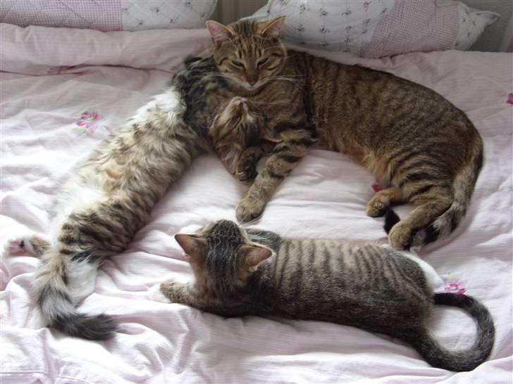 Blanding af racer Alfa - Hygger lige med far og brormand billede 4