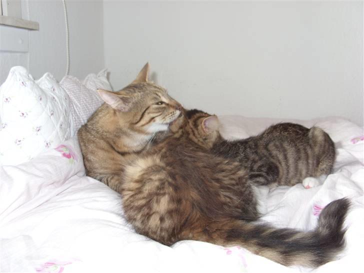 Blanding af racer Alfa - Far syntes lige at jeg trænger til at blive vasket billede 5