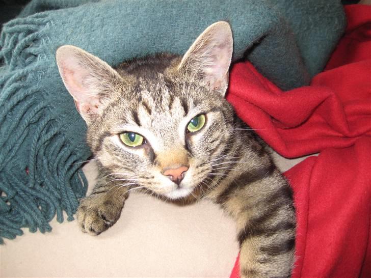 Huskat Thor - Nej dette er ikke min heldige side. Lad mig lige stå op først billede 1