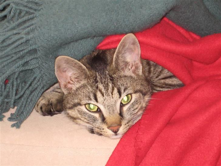 Huskat Thor - Se her ser jeg sød ud billede 2