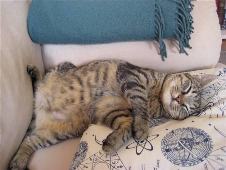 Huskat Thor - Der soves - man sover godt billede 3