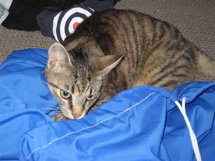 Huskat Thor - Sjov leg - jeg skal nok snuppe den snor... billede 4