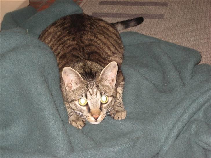 Huskat Thor - ja lad mig så fange den... lad mig nu lad mig nu billede 5