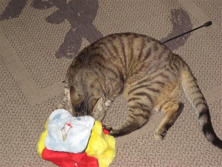 Huskat Thor - Jeg skal nok få den ud, ja jeg skal billede 6