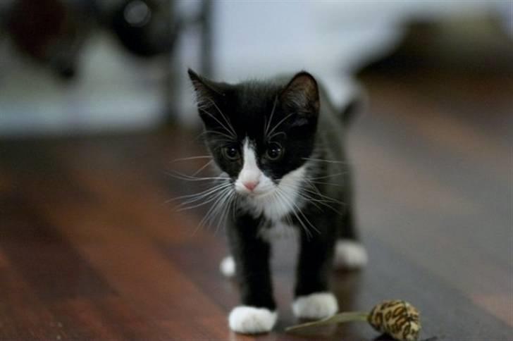 Blanding af racer Peanut billede 1