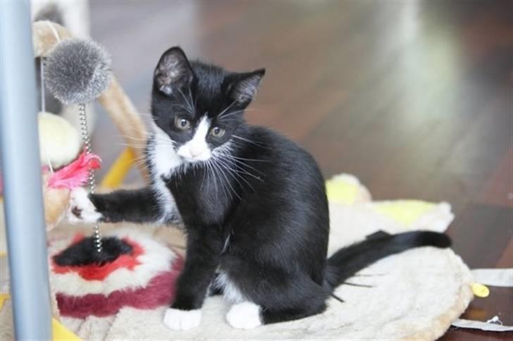 Blanding af racer Peanut billede 2