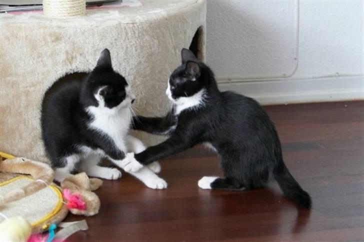 Blanding af racer Peanut billede 3