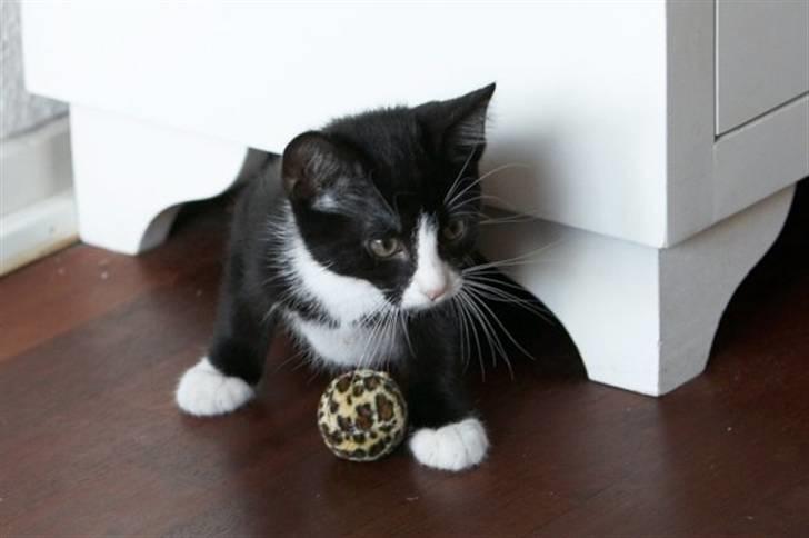 Blanding af racer Peanut billede 4