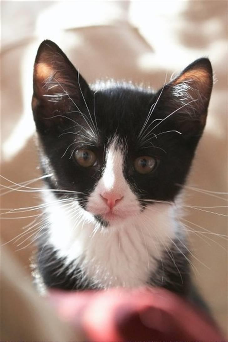 Blanding af racer Peanut billede 5