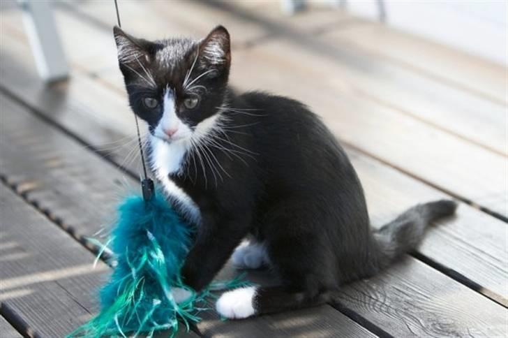 Blanding af racer Peanut billede 7