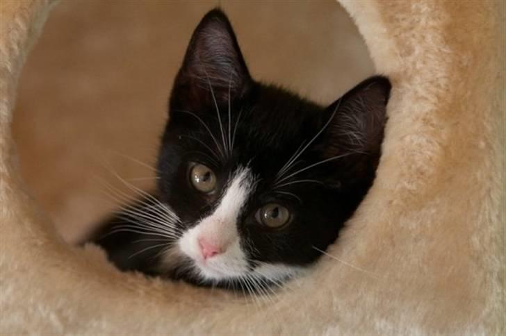 Blanding af racer Peanut billede 8