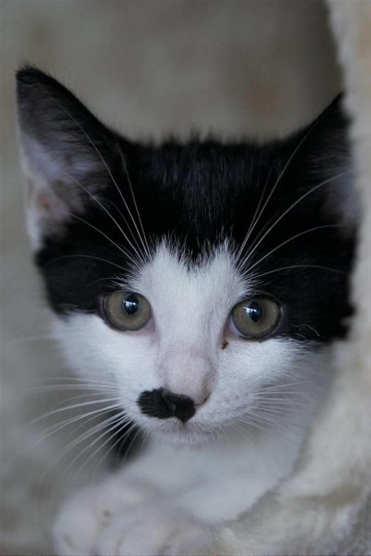 Blanding af racer Chaplin billede 1