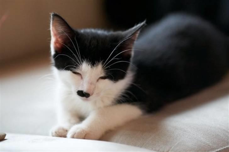 Blanding af racer Chaplin billede 2