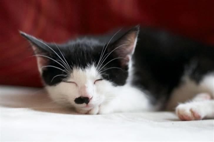 Blanding af racer Chaplin billede 3