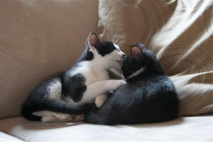 Blanding af racer Chaplin billede 4