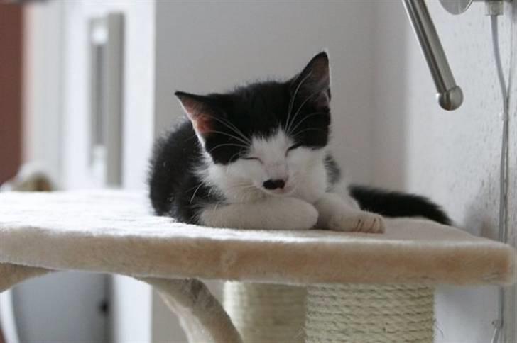 Blanding af racer Chaplin billede 5