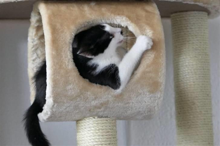 Blanding af racer Chaplin billede 7