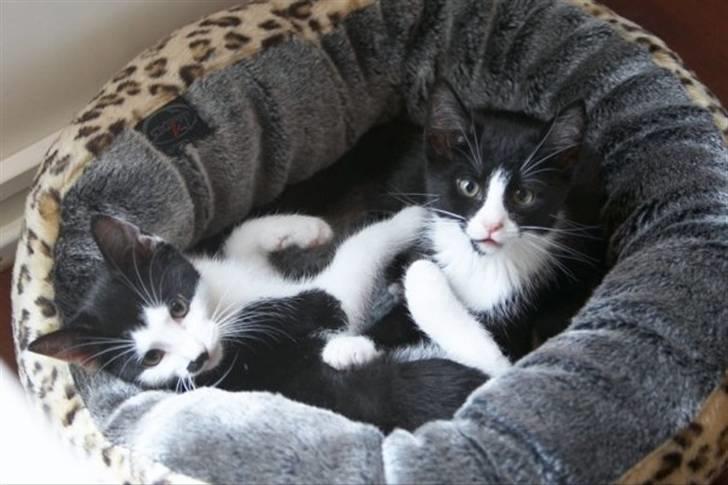 Blanding af racer Chaplin billede 8