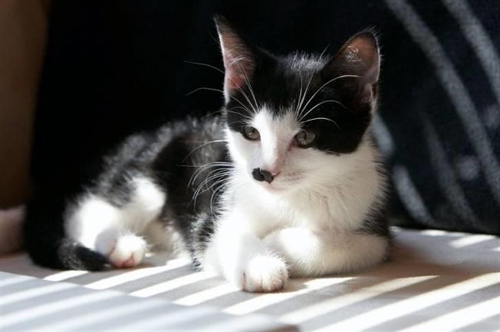 Blanding af racer Chaplin billede 9