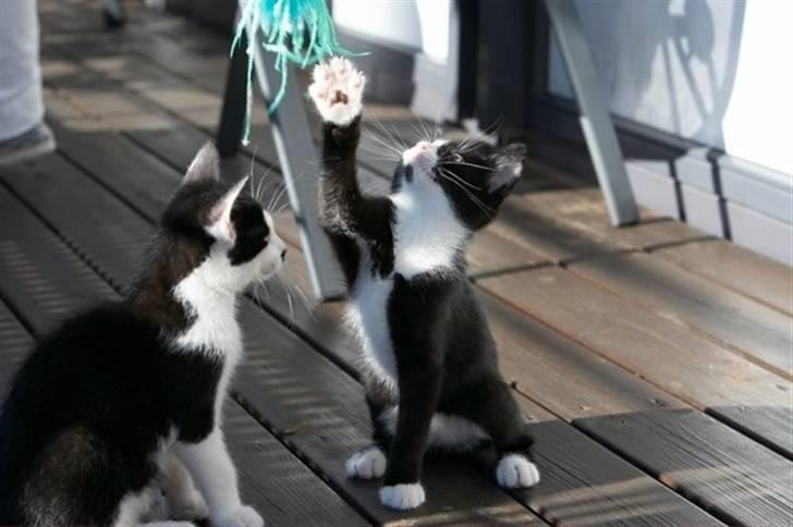 Blanding af racer Chaplin billede 10