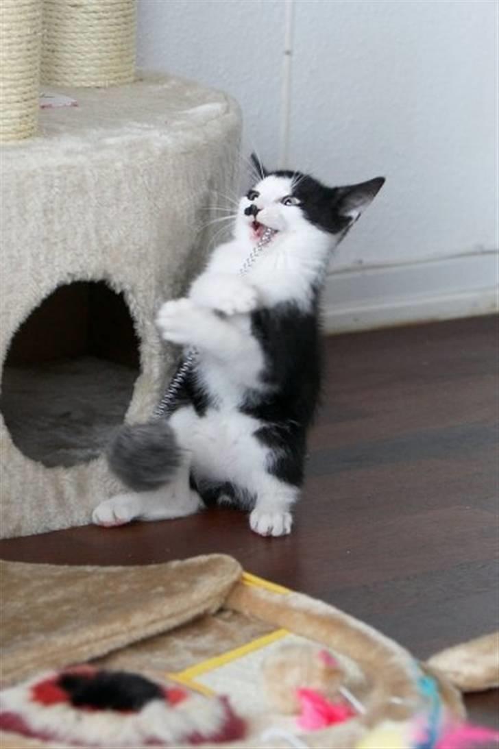 Blanding af racer Chaplin billede 11