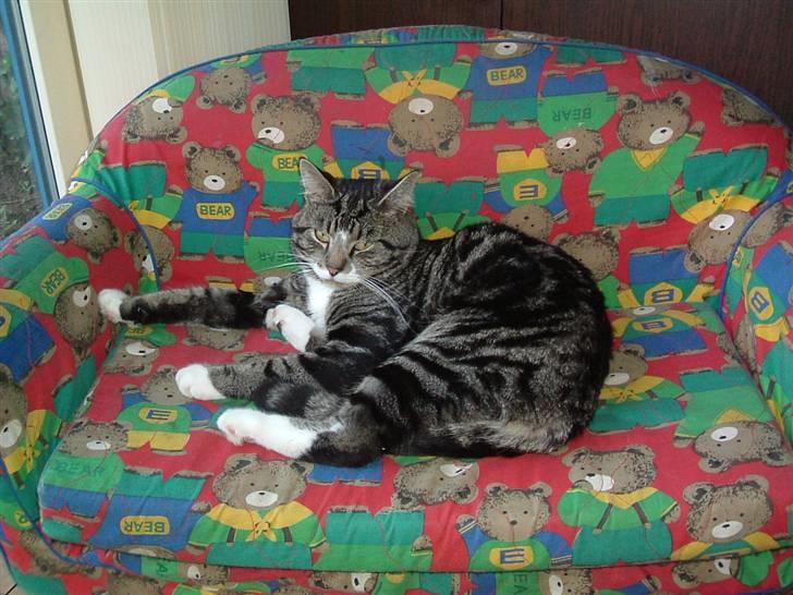 Huskat Tino forsvundet billede 1