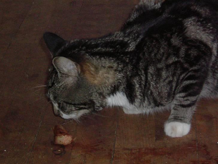 Huskat Tino forsvundet billede 2