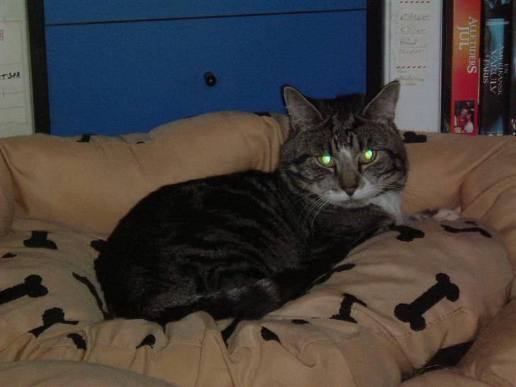 Huskat Tino forsvundet billede 3