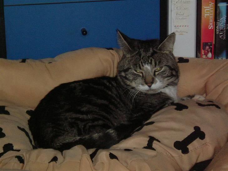 Huskat Tino forsvundet billede 4