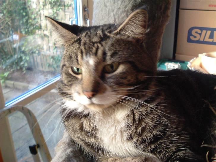 Huskat Tino forsvundet billede 5