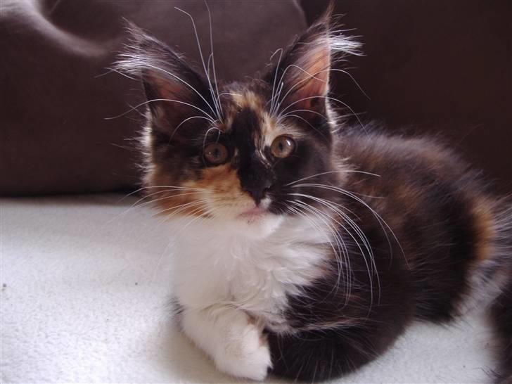 Maine Coon Coon Danica's Flashy - Flashy, 12 uger billede 10