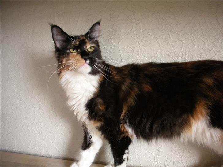 Maine Coon Coon Danica's Flashy - Flashy, 10 mdr billede 11