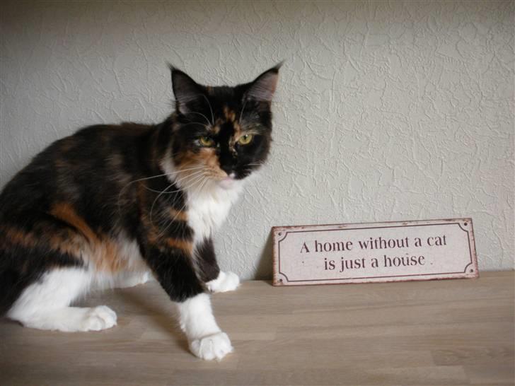 Maine Coon Coon Danica's Flashy - Flashy, 10 mdr billede 12