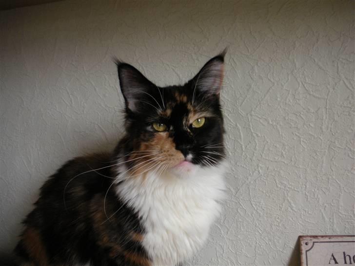 Maine Coon Coon Danica's Flashy - Flashy, 10 mdr billede 13