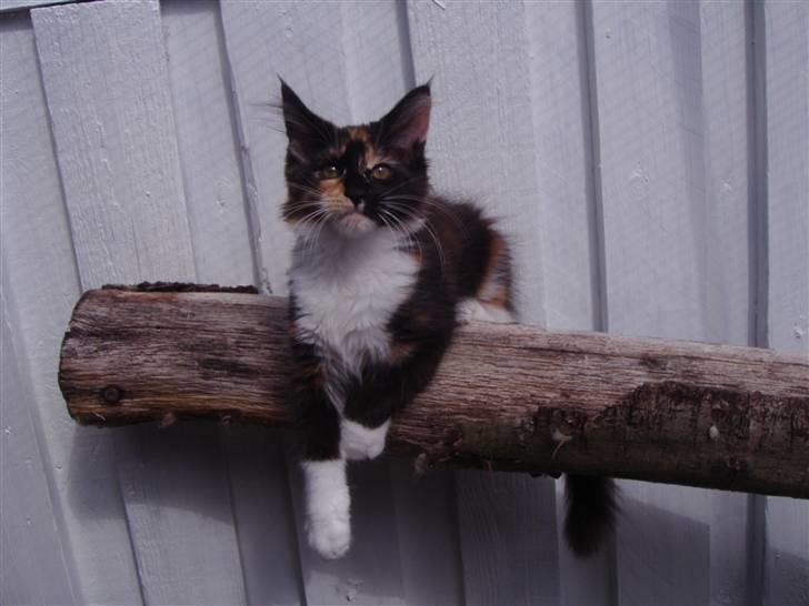 Maine Coon Coon Danica's Flashy - Flashy, 13 uger billede 14