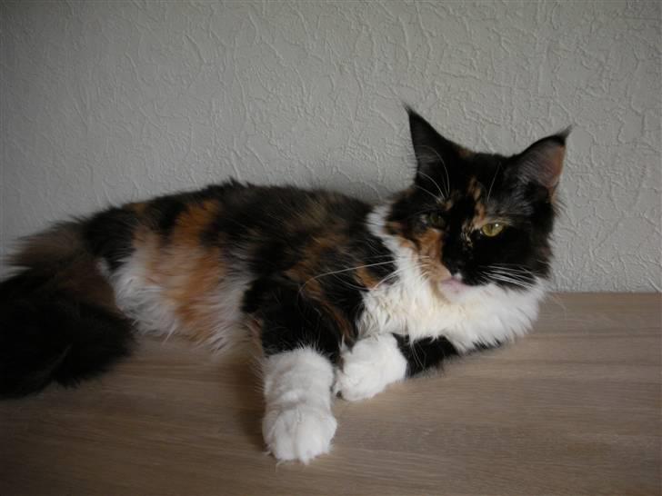 Maine Coon Coon Danica's Flashy - Flashy, 10 mdr billede 15