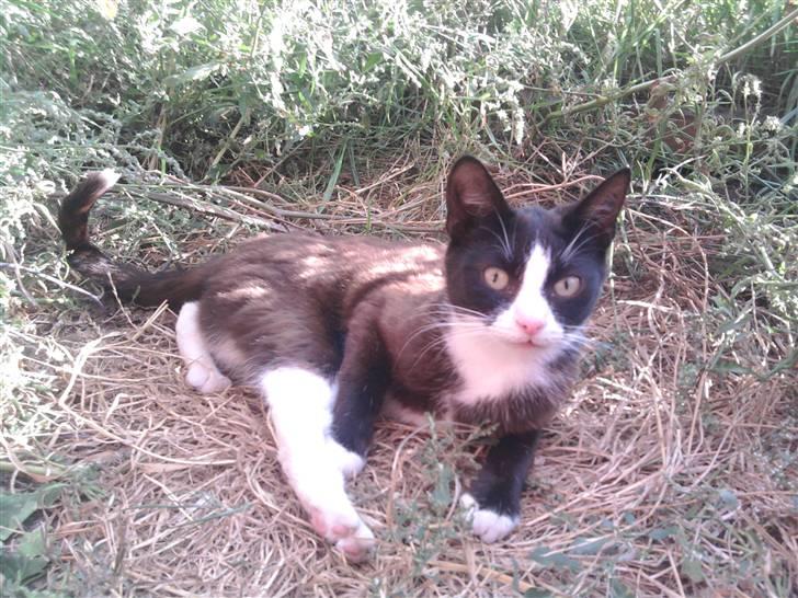 Huskat Freya R.i.p billede 1