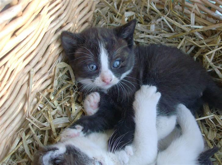 Huskat Freya R.i.p billede 2