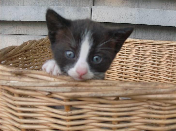 Huskat Freya R.i.p billede 3