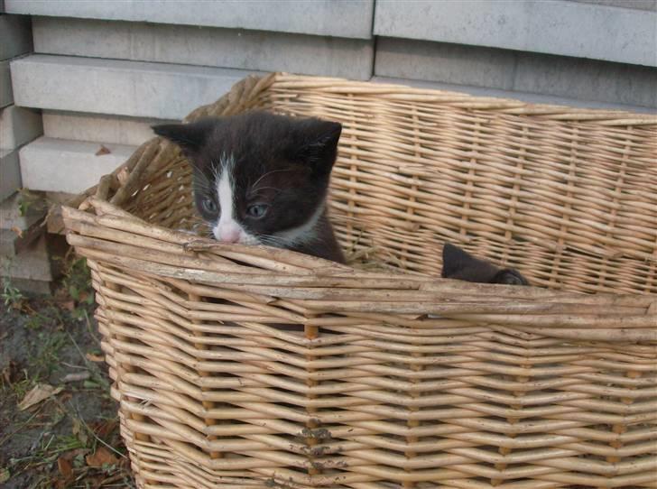 Huskat Freya R.i.p billede 4