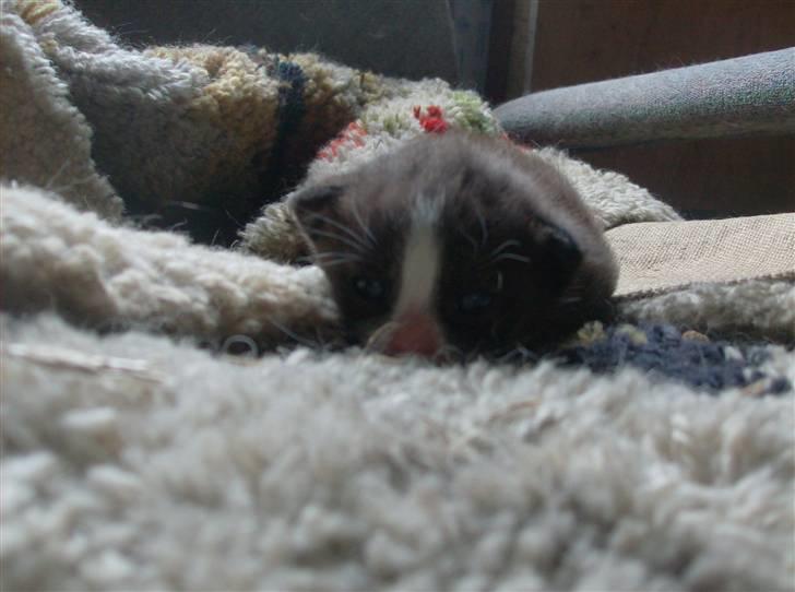 Huskat Freya R.i.p - Freya da hun var 1 uge gammel billede 5