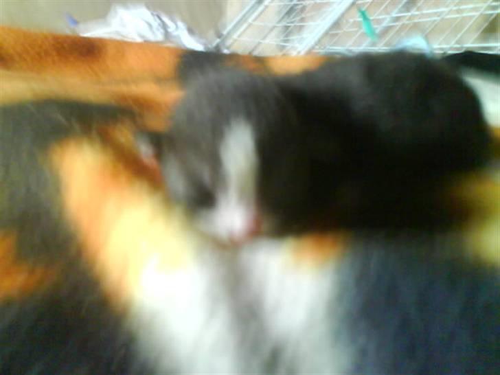 Huskat Freya R.i.p billede 6