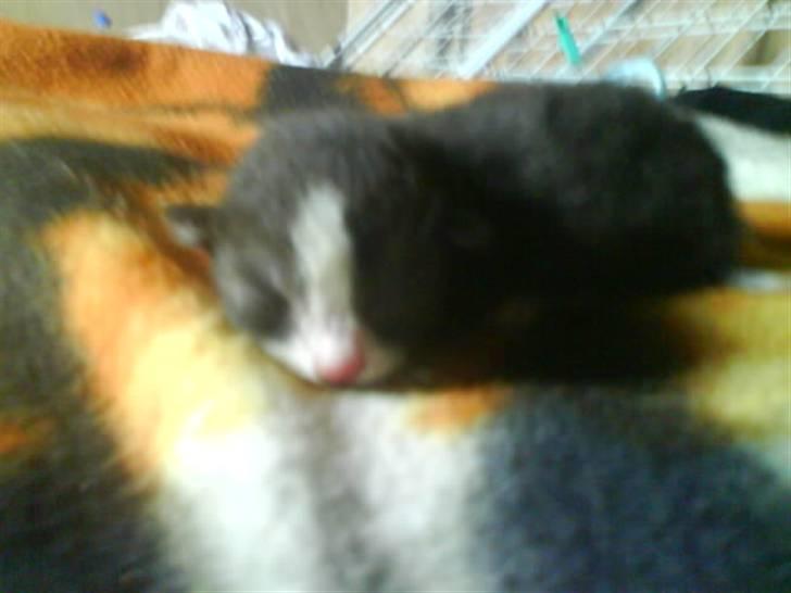 Huskat Freya R.i.p - Da Freya var 2 dage gammel billede 7