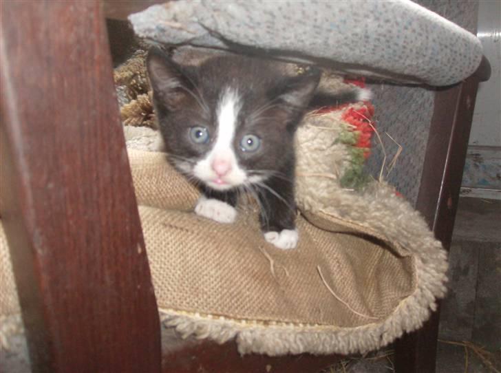 Huskat Freya R.i.p billede 8