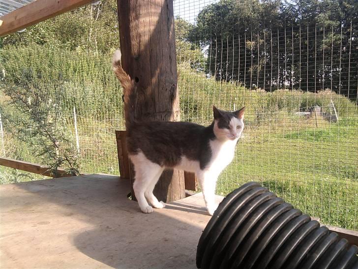 Huskat Oliver R.I.P billede 1