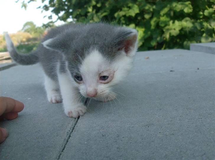 Huskat Oliver R.I.P billede 2